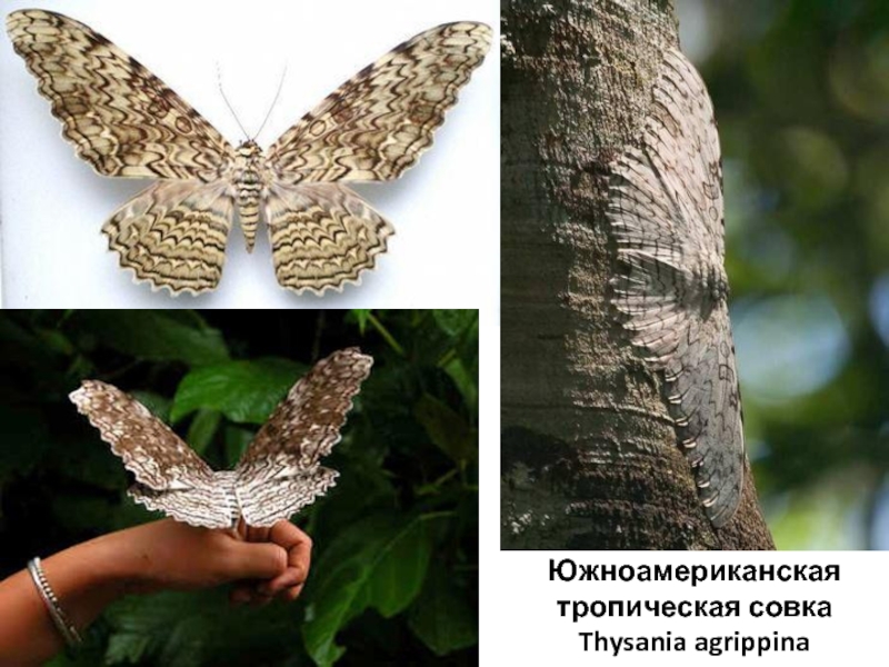 Бражник бабочка насекомое. образ жизни и среда обитания бражника