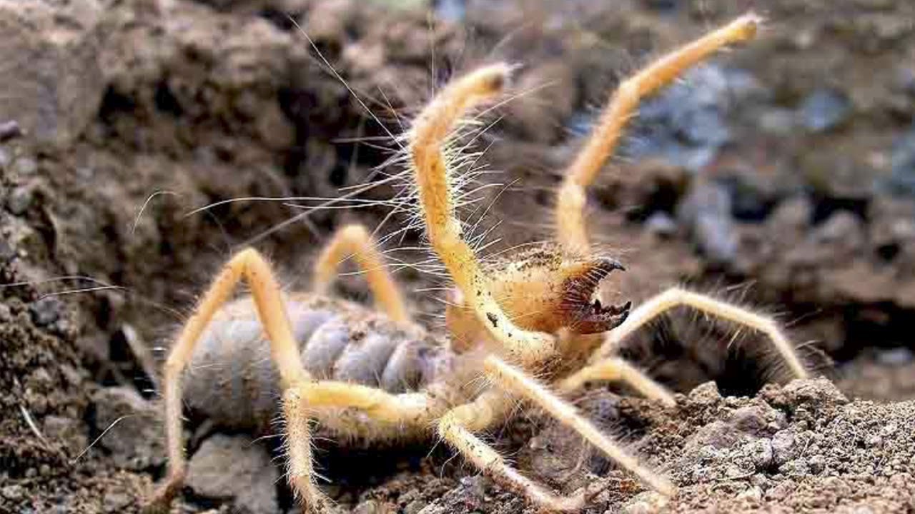 Верблюжий паук, или паук - фаланга, ядовитый ли он и где обитает?