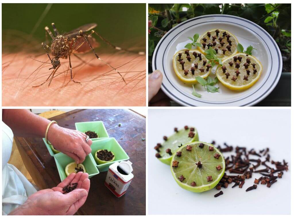 Как избавиться от комаров в квартире - эффективные способы отпугивания насекомых