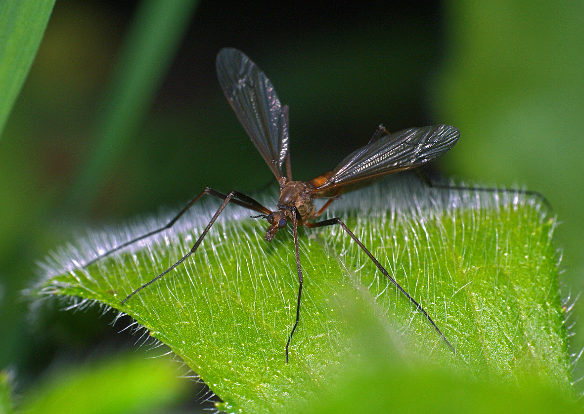Описание и фото личинок комаров