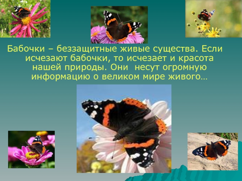 Бабочка-адмирал. происхождение названия, особенности жизнедеятельности