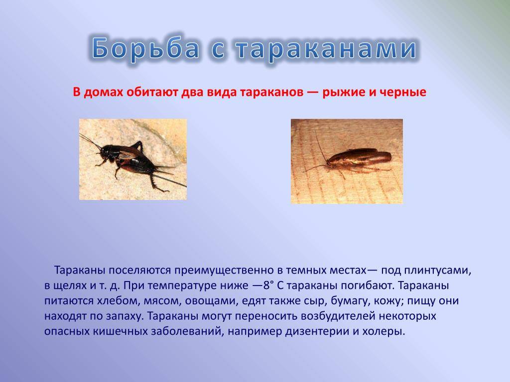 Значение тараканов, для чего в природе нужны тараканы