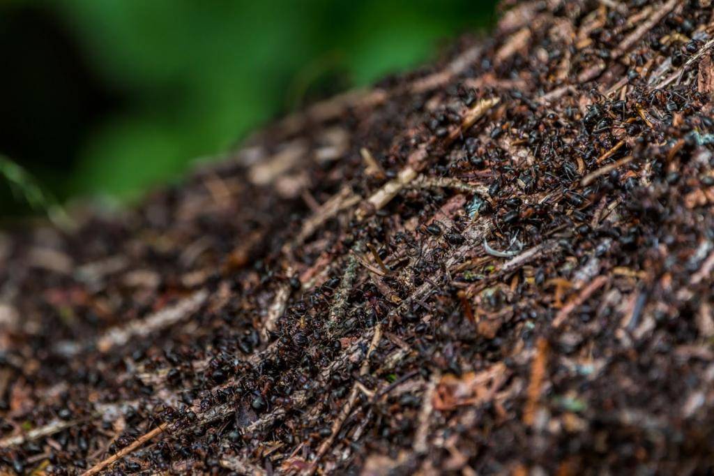 Сонник муравейник  приснился, к чему снится муравейник во сне видеть?