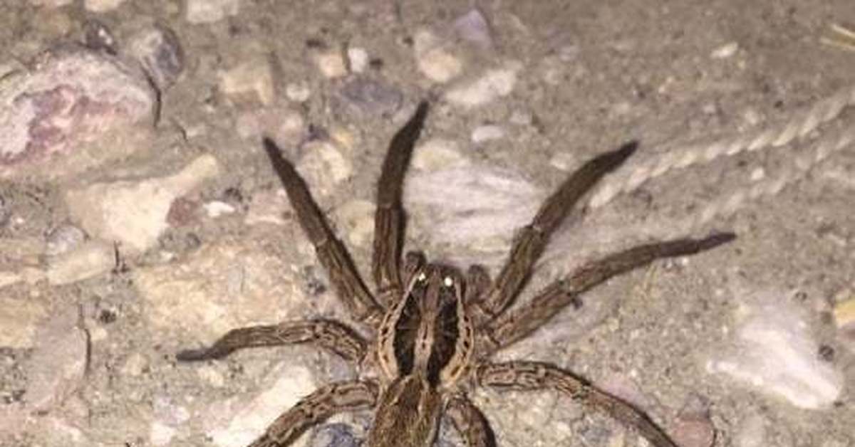 Самый страшный паук в мире - фото и описание