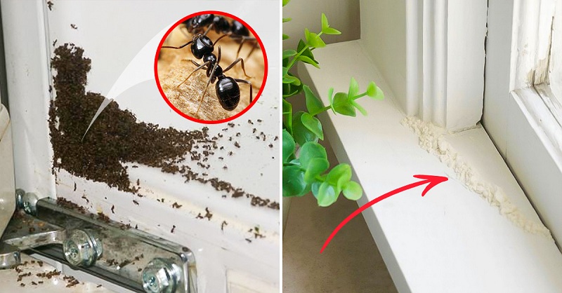 Как избавиться от муравьев на кухне, профилактика их появления