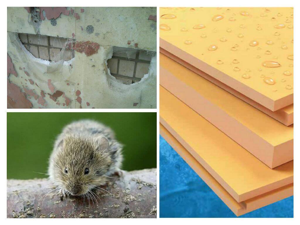 Как защитить пенопласт от мышей и крыс? - блог о строительстве