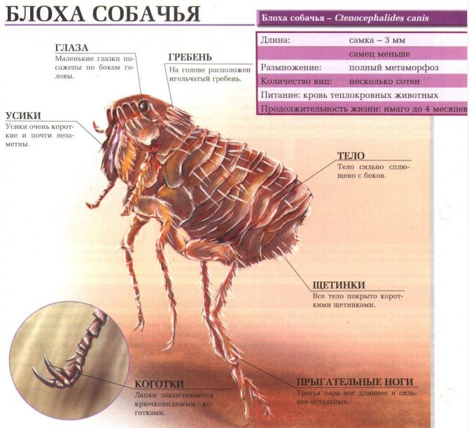 Как быстро размножаются блохи