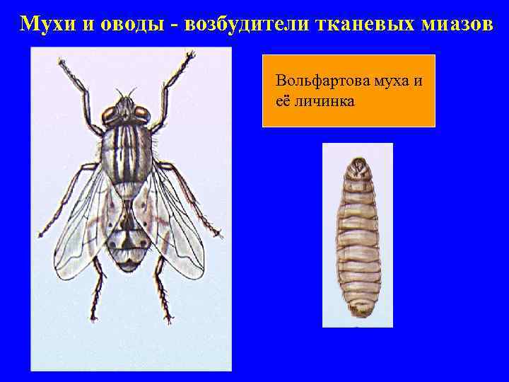 Вольфартова муха  | защита от вредителей
