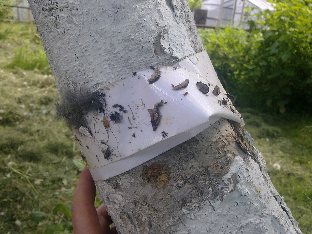 Ловчие пояса для деревьев: защита от муравьев, виды поясов своими руками