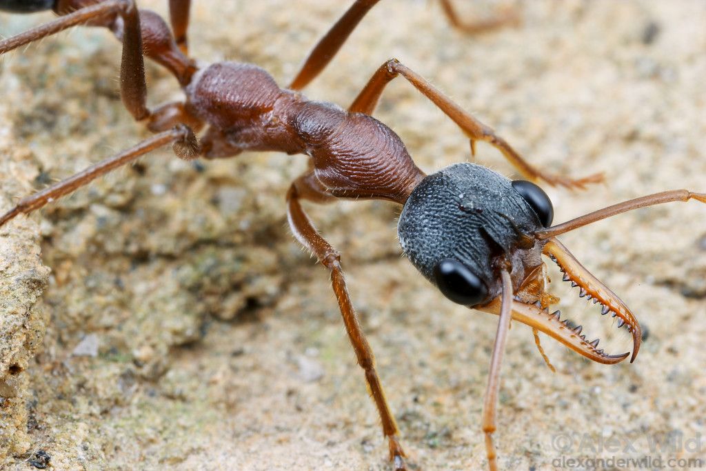 Ponera coarctata (обыкновенный муравей-бульдог) : описание, содержание, кормление, уход