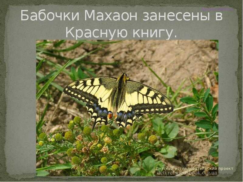 Основные виды дневных бабочек в россии: список, фото, названия, описание и видео  - «как и почему»