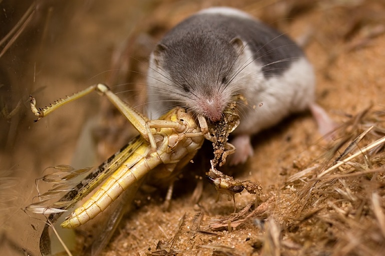 Полевки на участке — как избавиться от вредных мышей?