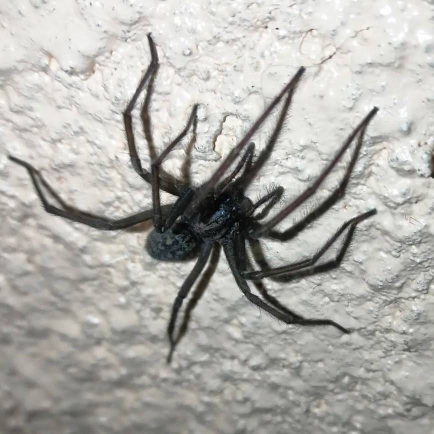 Домовый паук: фото и особенности жизни