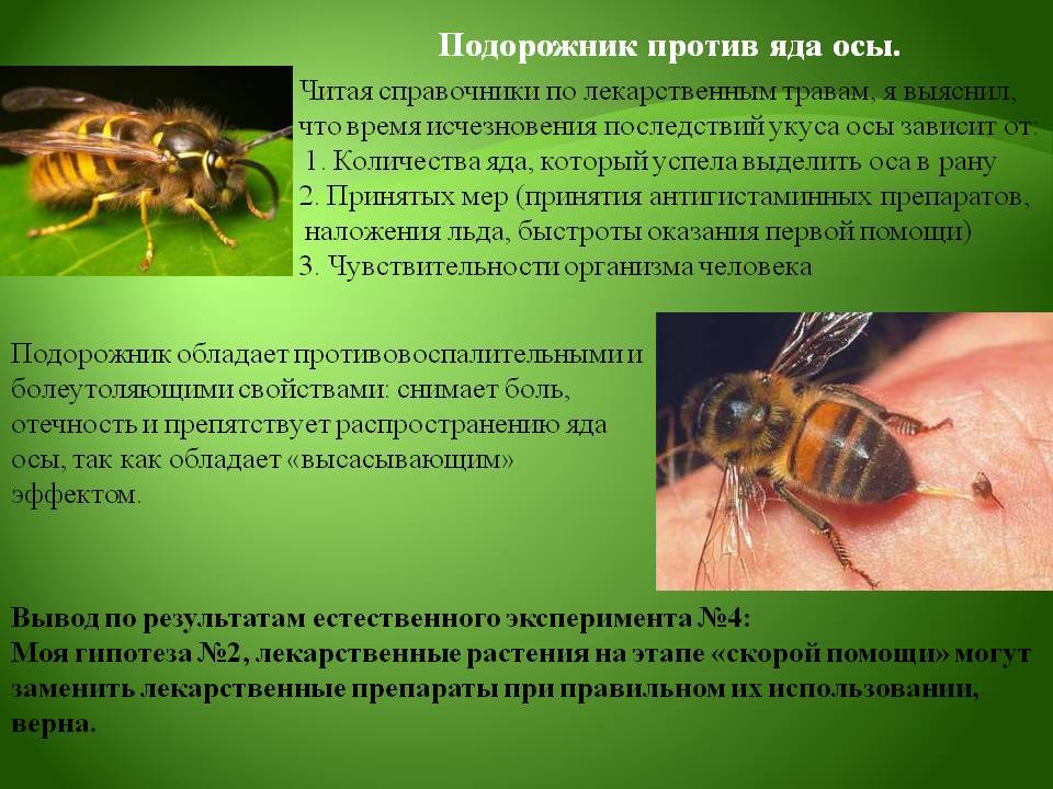 Кто такие осы, как живут и какие их разновидности существуют? оса — строение тела, виды, жилища, характер и образ жизни, питание
