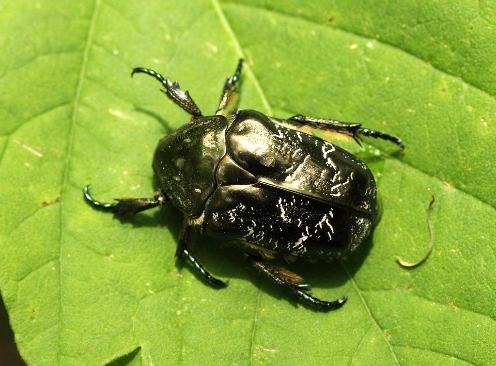 Бронзовка золотистая - большой зеленый жук, враг цветоводов