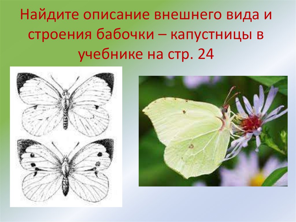 Описание и ареал обитания бабочки капустницы белянки – сколько живет и как выглядит | дезинфекция, дезинсекция, дератизация - информационный портал