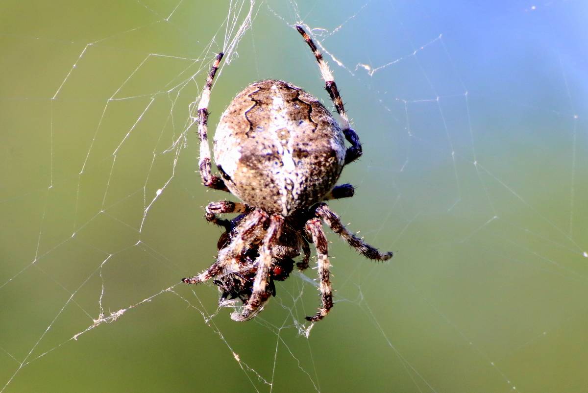 Ядовитые пауки в россии — фото, названия, желтый, виды, средней полосы, обитающие, черный - 24сми