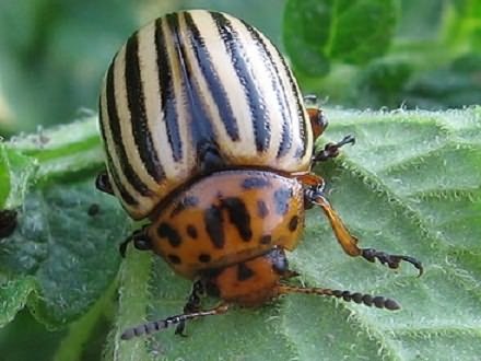 Полезные и вредные жуки в огороде – фото, описания и что с ними делать – дачные дела