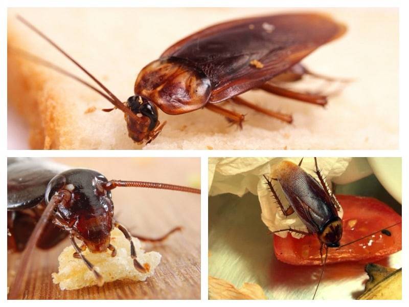 Чем вредны тараканы для человека и какие болезни переносят?