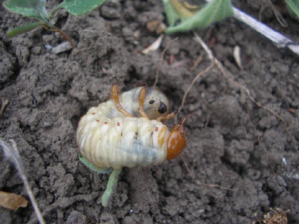 Как бороться с личинками майского жука на клубнике и в огороде