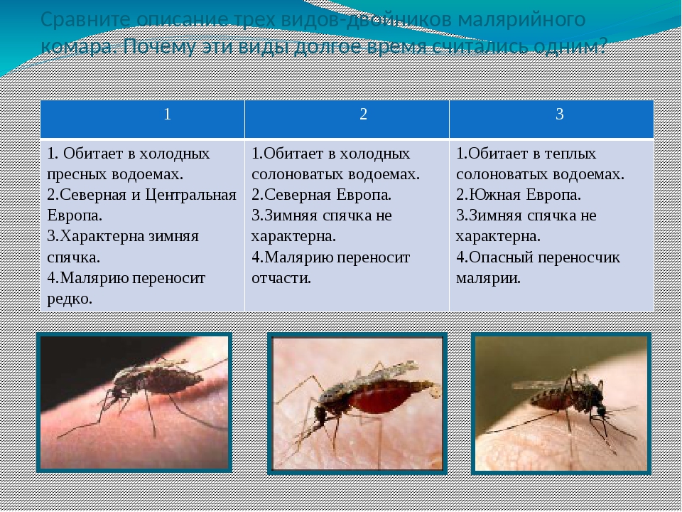 Виды комаров в россии с фото и описанием