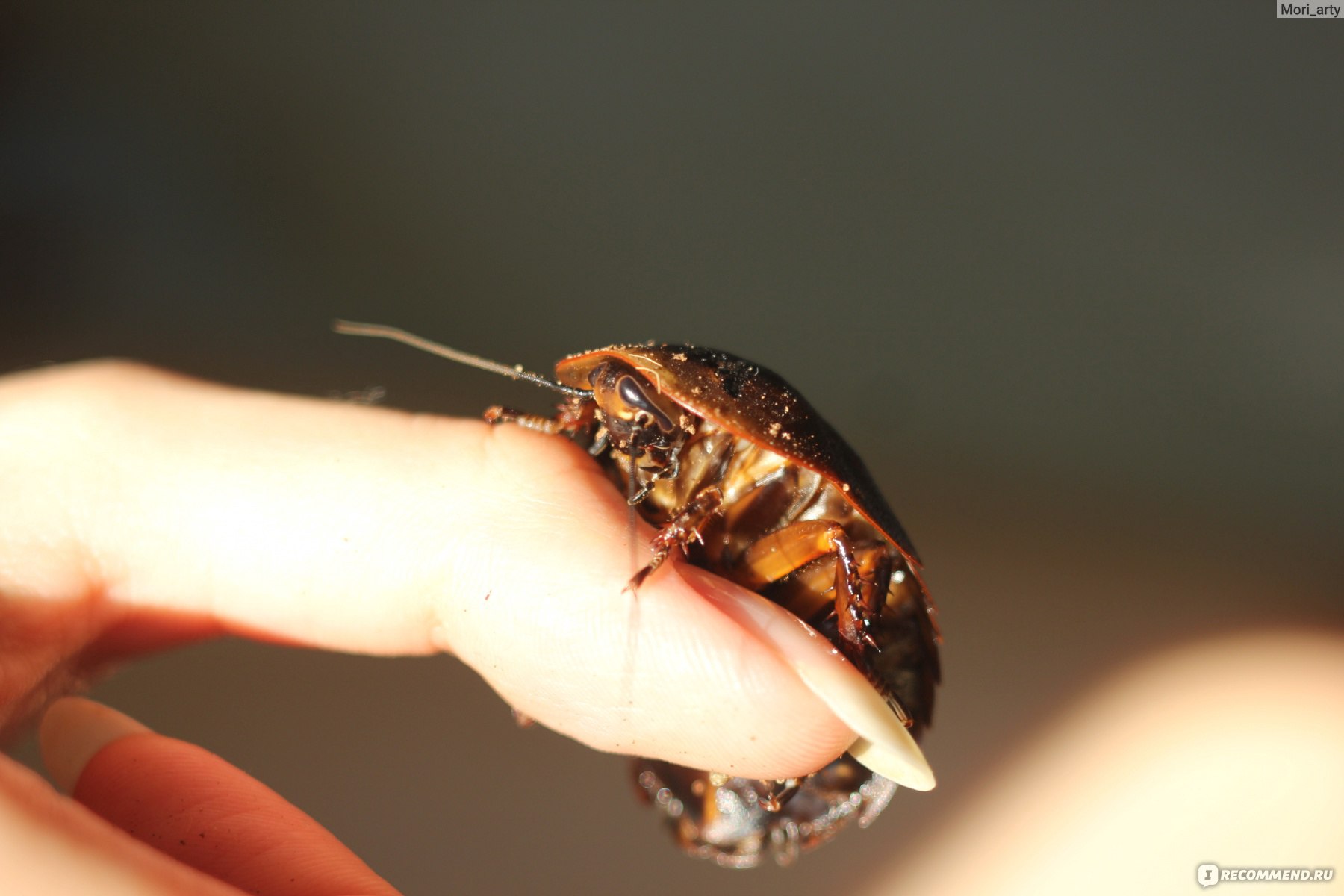 Личинки тараканов или почему после дезинсекции насекомые возвращаются снова