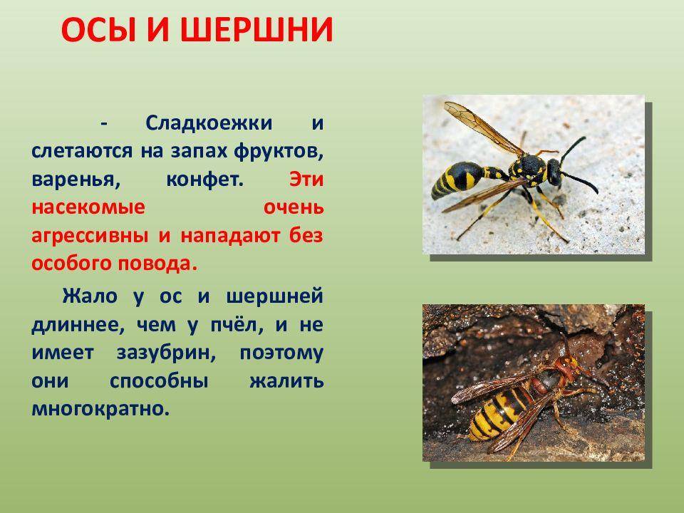 Оса: виды, описание, фото насекомого