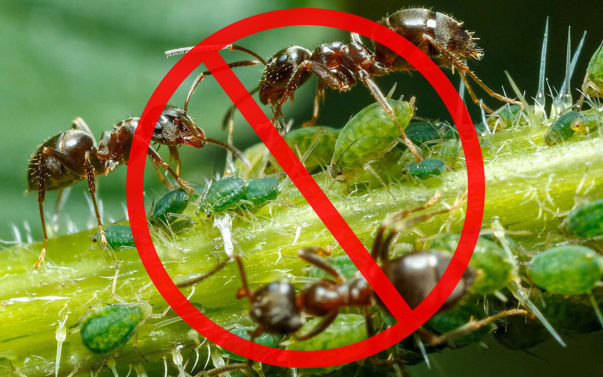 Как и чем бороться с тлёй в огороде: способы как избавиться навсегда народными средствами и инсектицидами