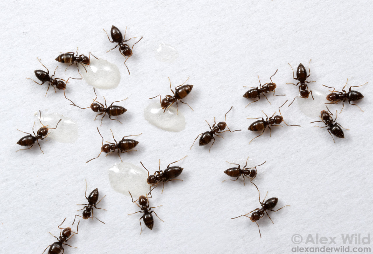 Как избавиться от муравьев: навсегда, в огороде, народные средства