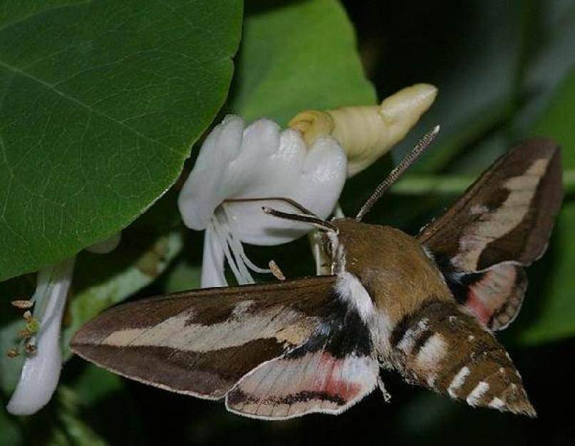 Бабочка бражник: описание семейства, виды, где обитают, чем питаются, интересные факты, фото
