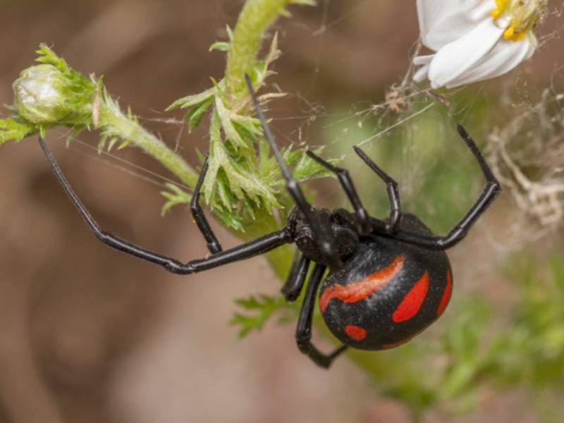 Топ-10 ядовитых пауков мира: черная вдова, каракурт и другие