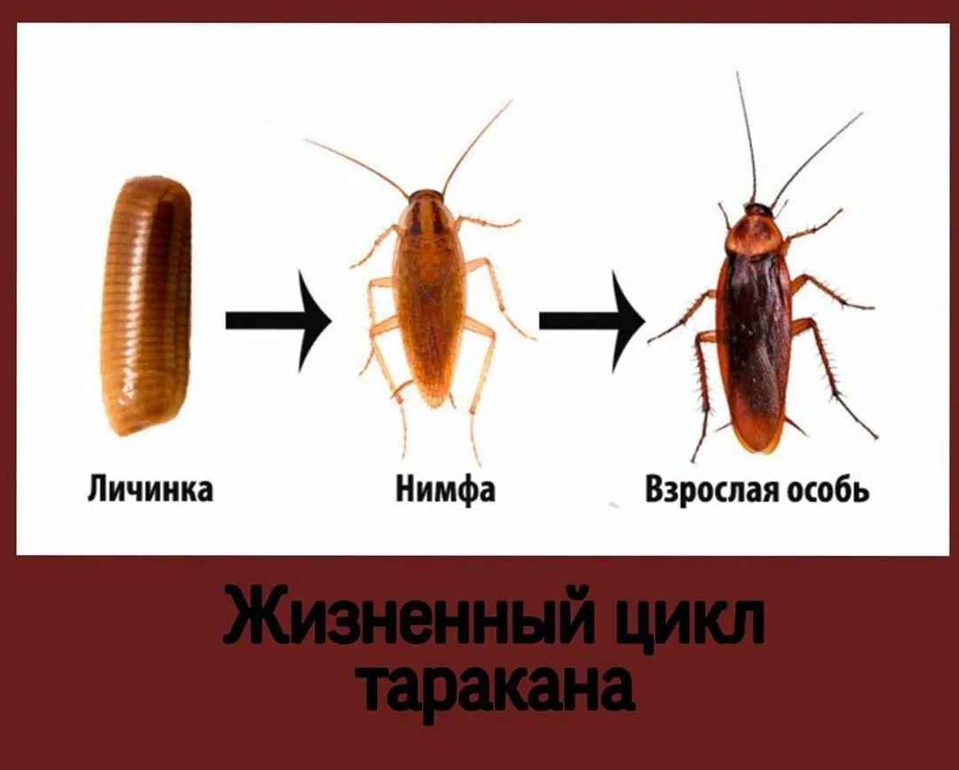 Личинки тараканов в квартире: как они выглядят и при какой температуре погибают