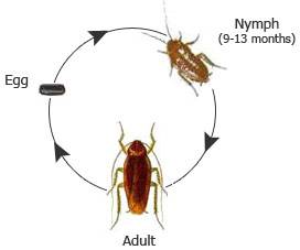 Жизненный цикл и способ размножения домашних тараканов