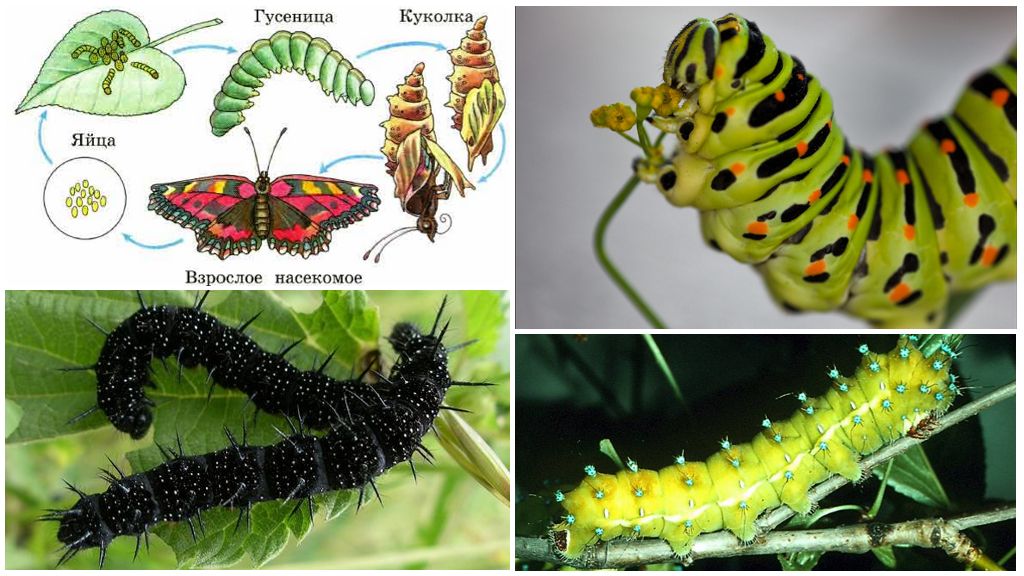 Капустница бабочка. образ жизни и среда обитания капустницы