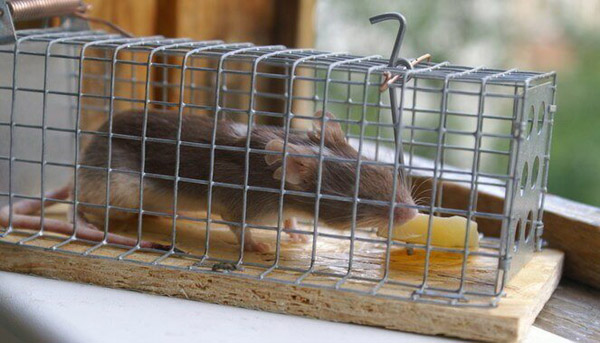 Как избавиться от крыс в частном доме и квартире