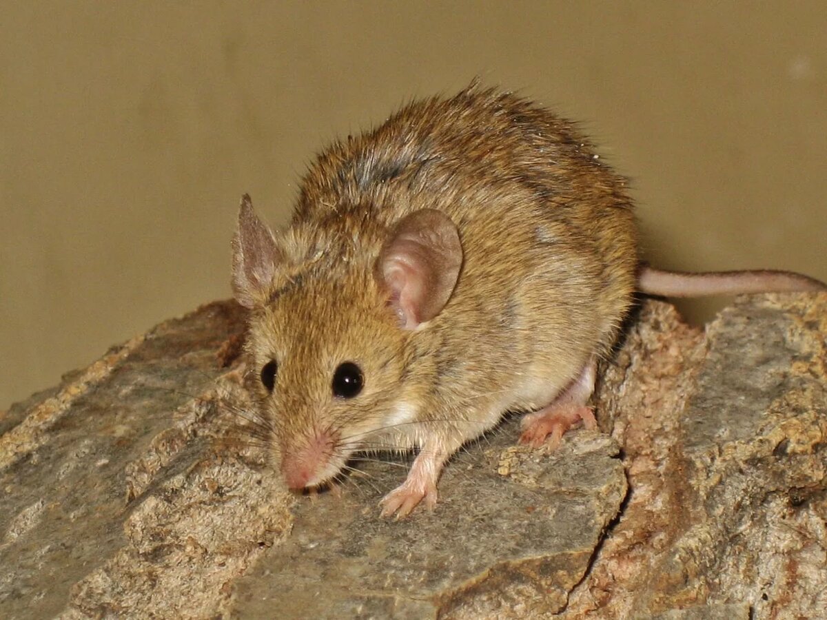 Акомис (иглистая мышь): содержание дома
