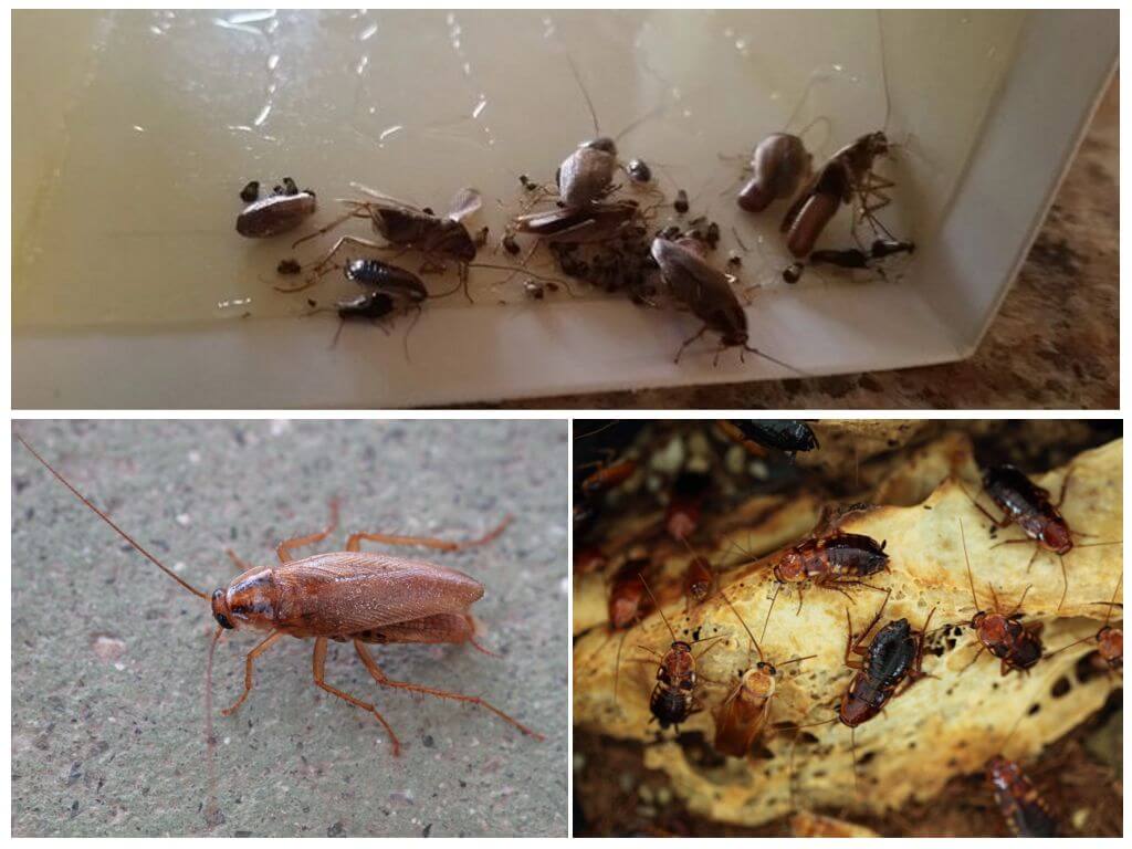 Откуда берутся тараканы в квартире: причины их появления, способы борьбы