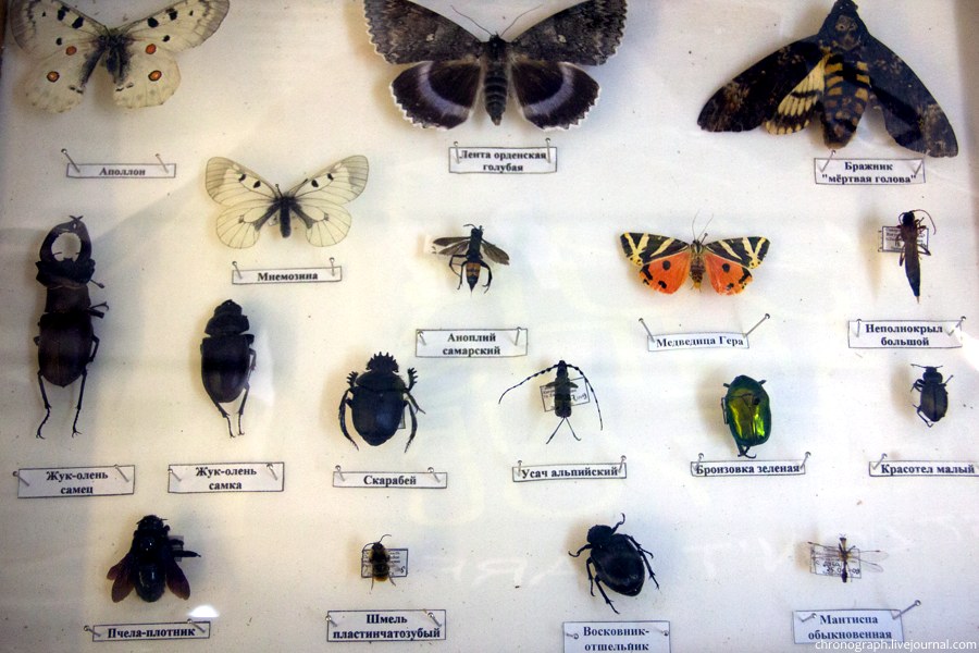 Домашние насекомые: фото и названия маленьких паразитов и вредителей