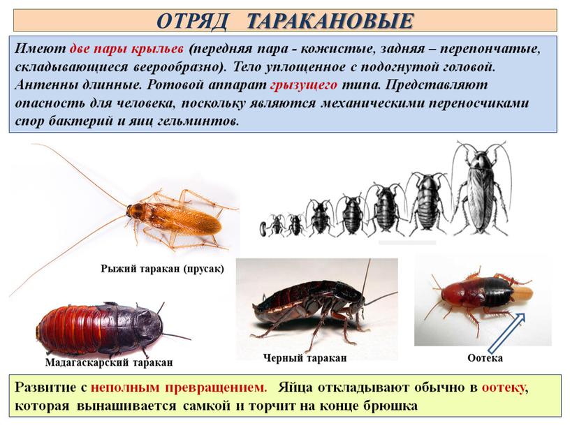 Как выглядят разновидности тараканов
