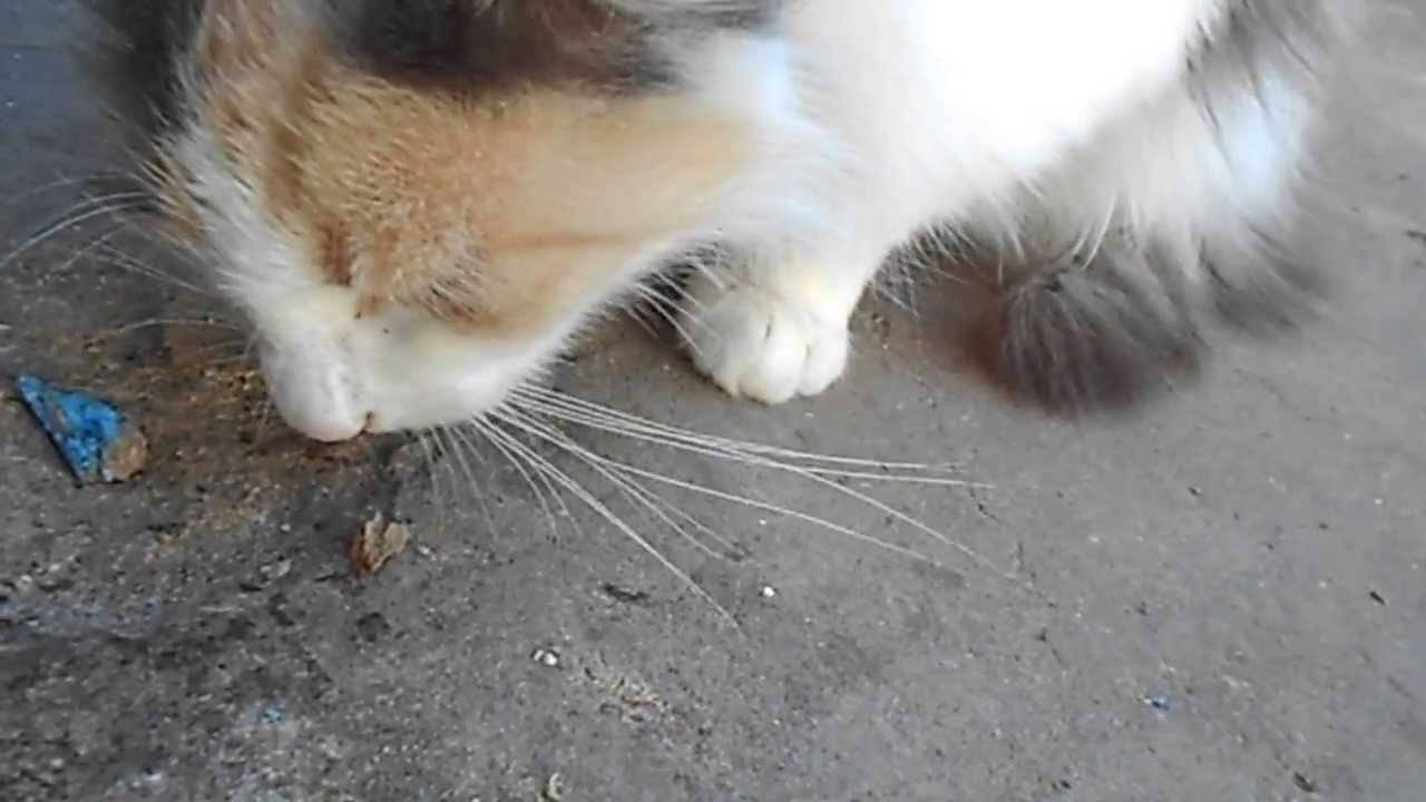 Кошка ест мух: последствия, причины повышенного интереса