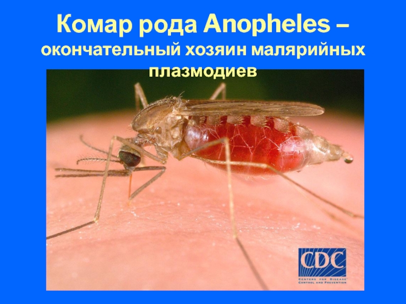 Малярийный комар — опасный враг человека