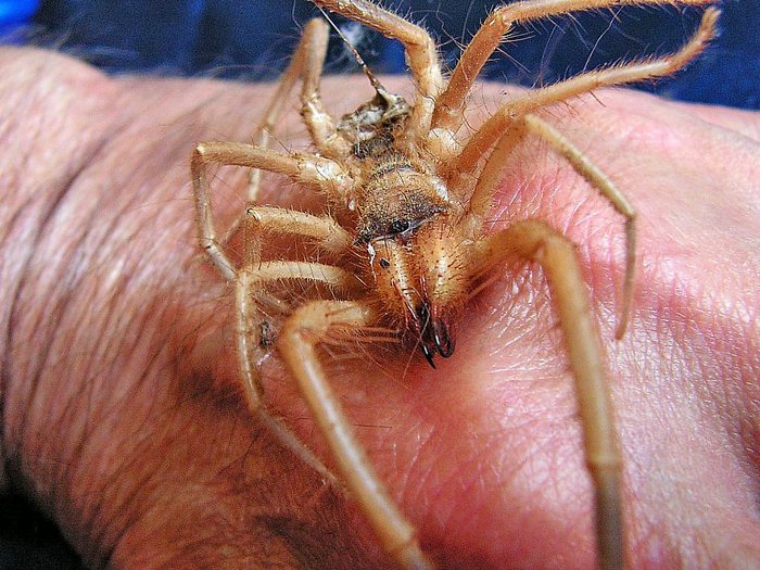 Сольпуга паук. описание, особенности, виды и среда обитания паука сольпуга