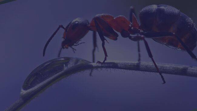 К чему снятся муравьи: раскрываем сонники