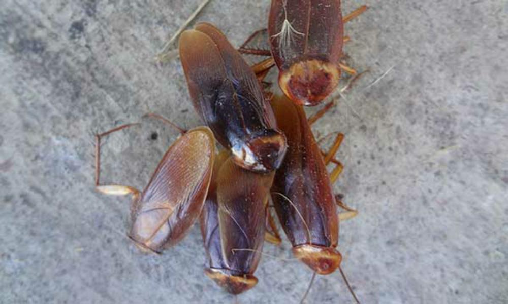 Как живут и размножаются домашние тараканы.