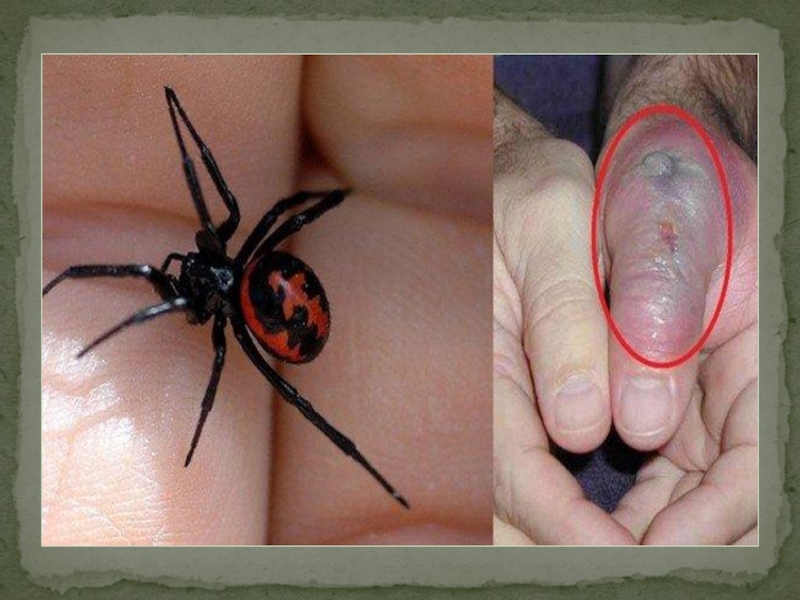 Топ-10 самых опасных пауков со всего мира