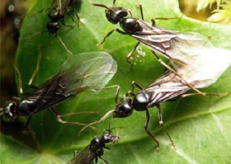 Эти удивительные муравьи — бороться или уживаться? описание, особенности жизни, как отпугнуть. фото — ботаничка.ru