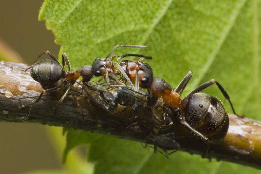 Научные факты о муравьях, которые вас потрясут