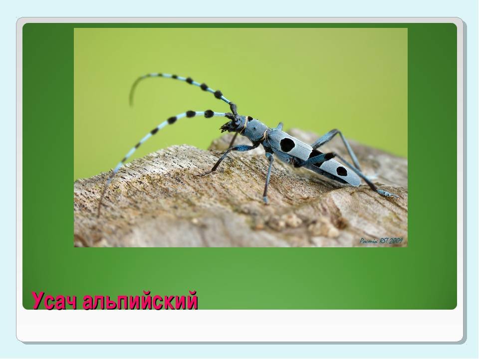 Усач небесный – самый красивый жук приморья