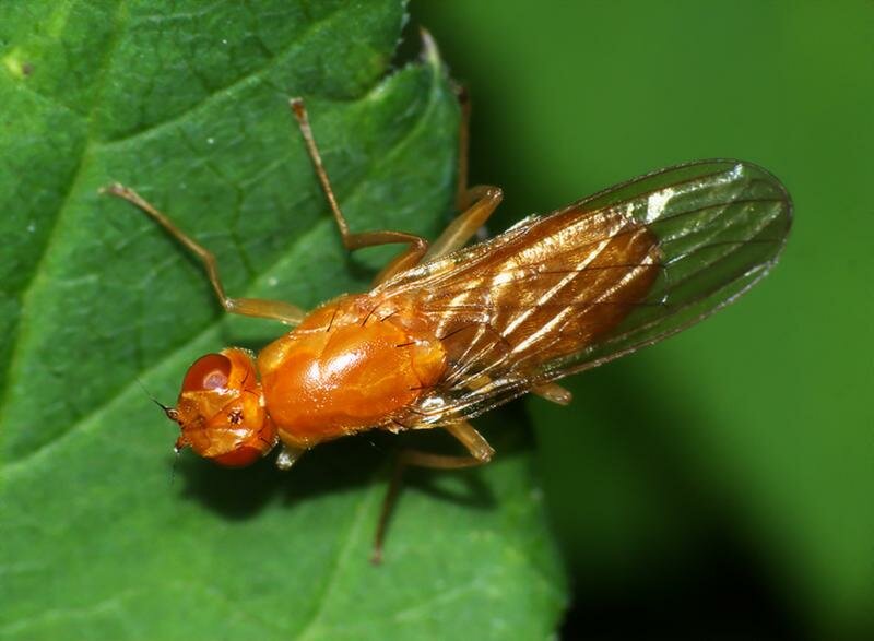Морковная муха : как с ней бороться
