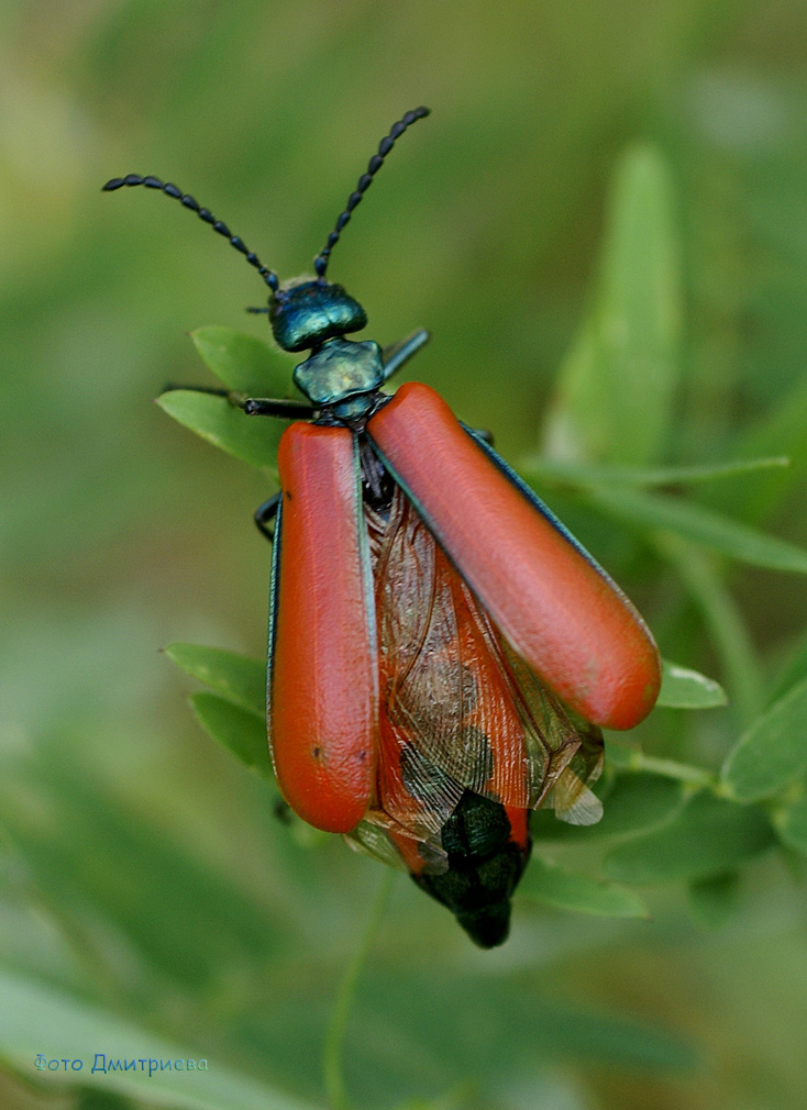 Шпанка красноголовая: образ жизни и развитие жука-нарывника
